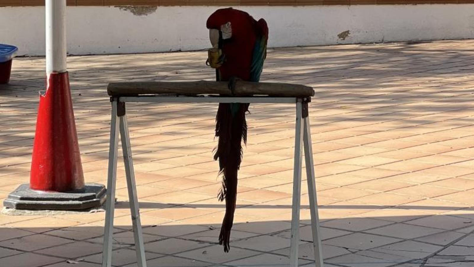 Associação SOS Fauna Exótica visits 