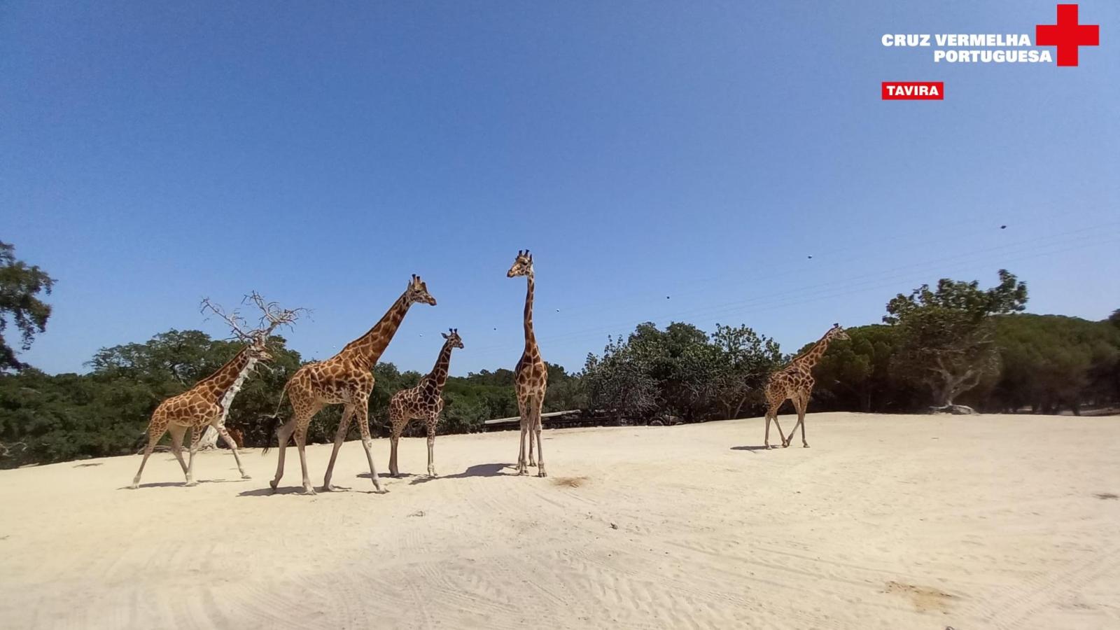 Visite du parc safari de Badoca - Abri CAIC 